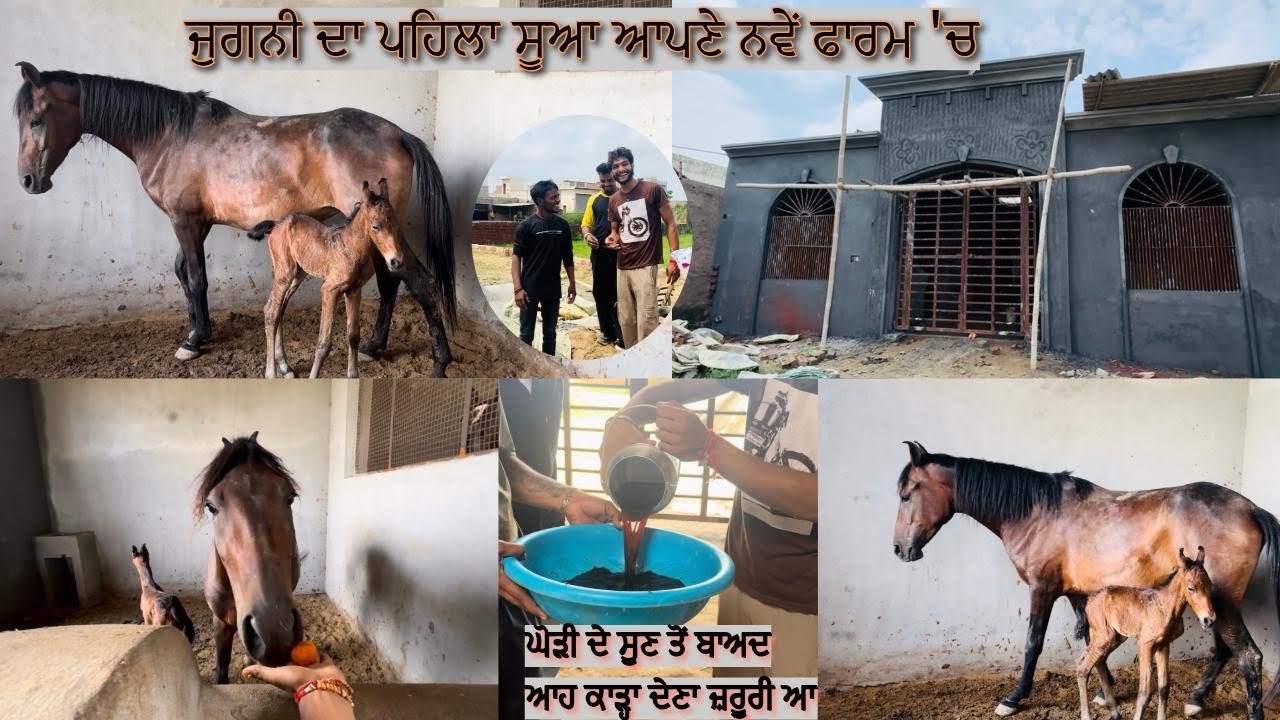 ਜੁਗਨੀ ਦਾ ਪਹਿਲਾ ਸੂਆ ਆਪਣੇ ਨਵੇਂ ਫਾਰਮ 'ਚ… ਆਗਿਆ NEW BABY..ਘੋੜੀ ਦੇ ਸੂਣ ਤੋਂ ਬਾਅਦ ਆਹ ਕਾੜ੍ਹਾ ਦੇਣਾ ਜ਼ਰੂਰੀ ਆ