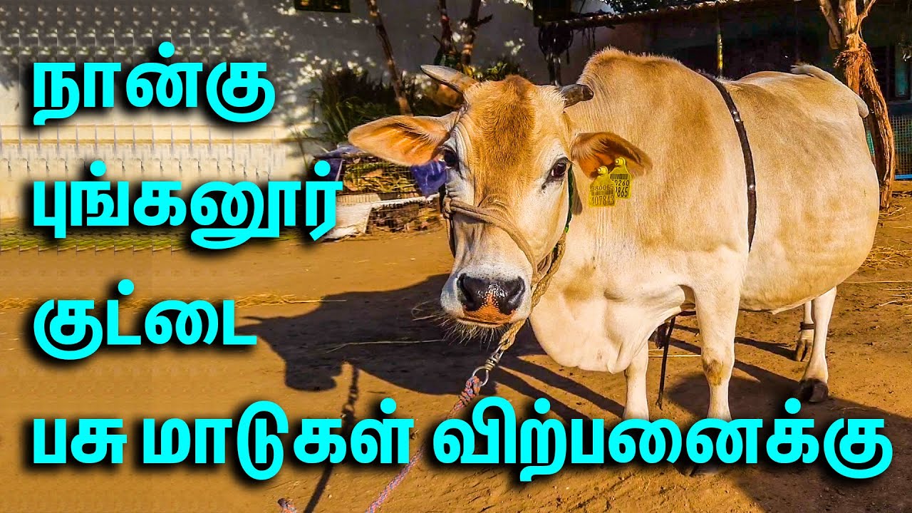 நான்கு புங்கனூர் குட்டை பசு  மாடுகள் விற்பனைக்கு || கொடுமுடி யானைப்பாகன் தாஜ் ஒருங்கிணைந்த பண்ணையம்