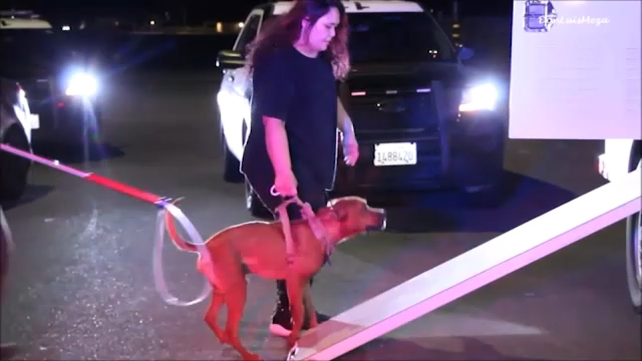 Man mauled to death by dogs was friend of owner, detectives say