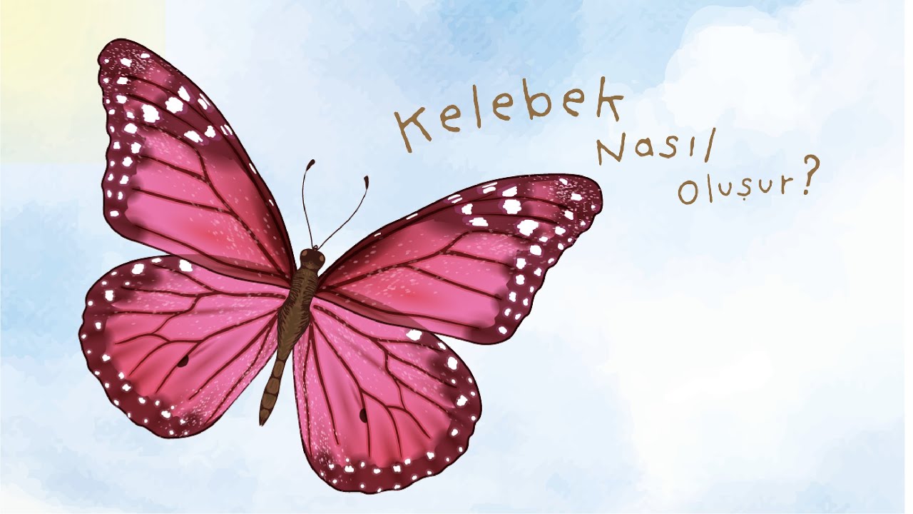 Kelebek Nasıl Oluşur? - Oluşum Hikâyeleri - Okul Öncesi Eğitim