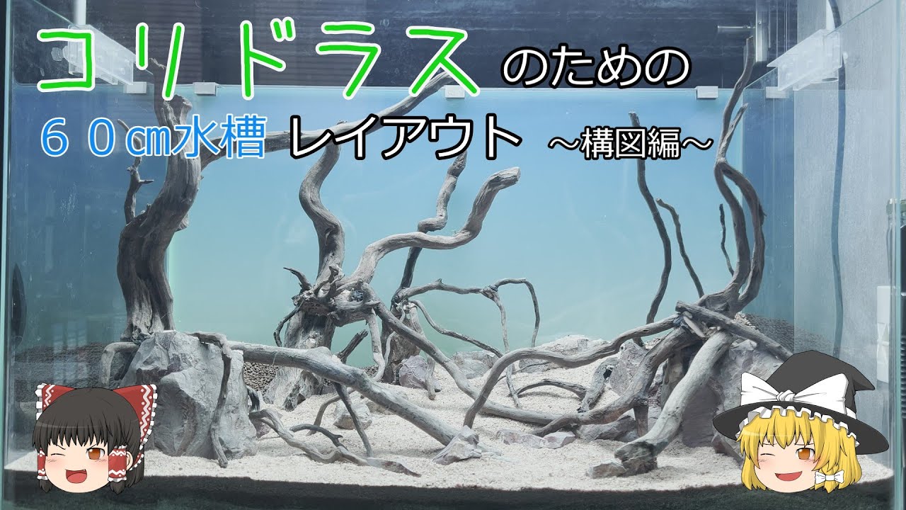コリドラスのための60㎝水槽レイアウト　～構図編～