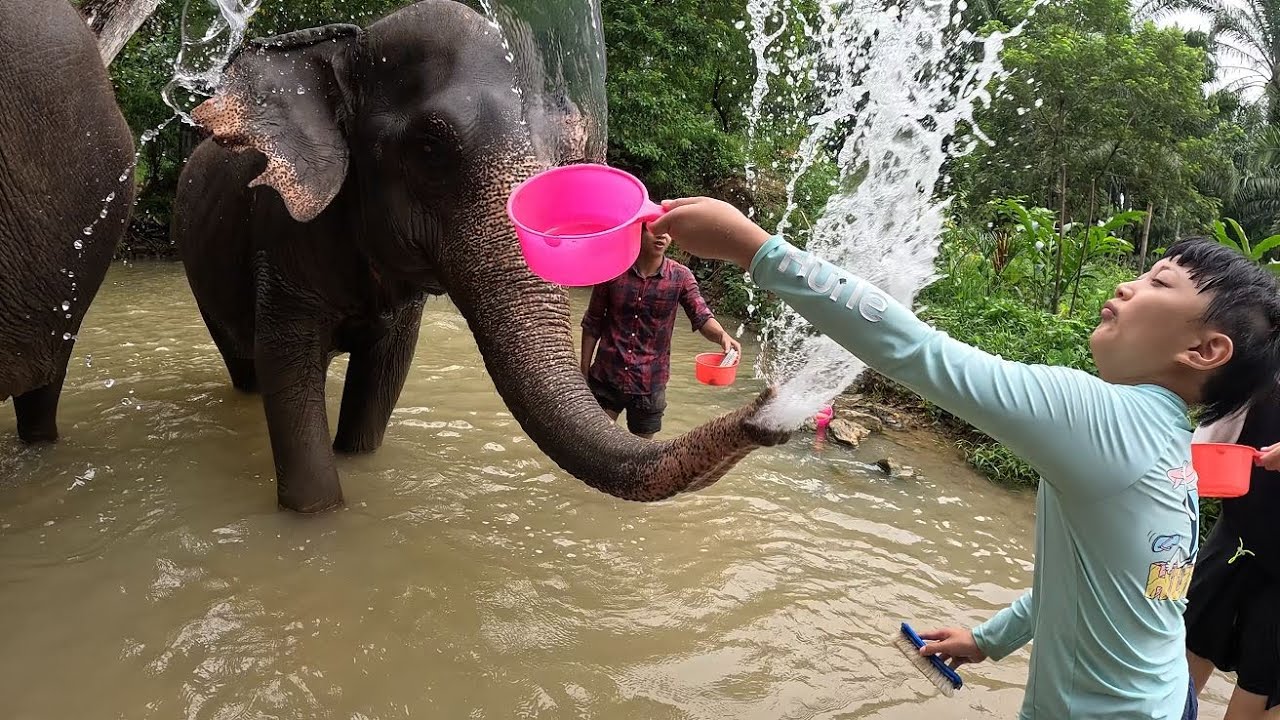 태국여행 3.  끄라비 코끼리 보호소 #elephantsanctuary  #krabi