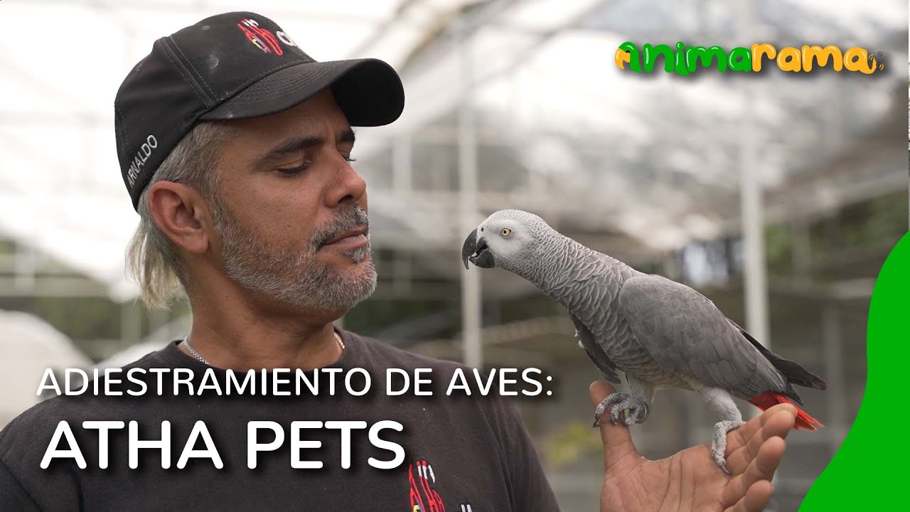 ¿Cómo entrenar a un loro? | Atha Pets: Adiestramiento de aves