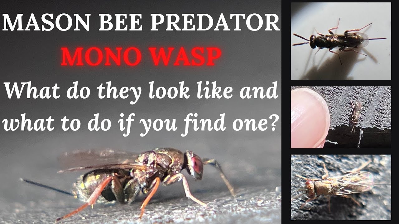 Mason Bee Predator - MONO WASPS - Learn how to help your bees