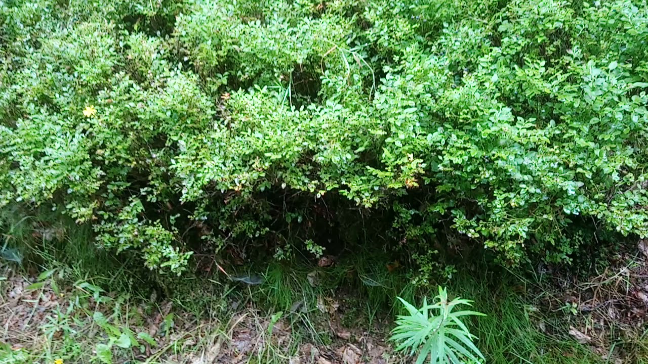 Wandern in Thüringen Teil 41 von Fehrenbach zur Werraquelle