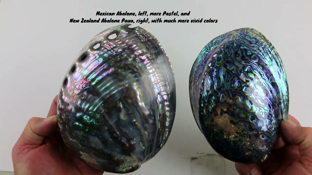 Mother of Pearl Color- Comparing Mexican Abalone With New Zealand Abalone Paua