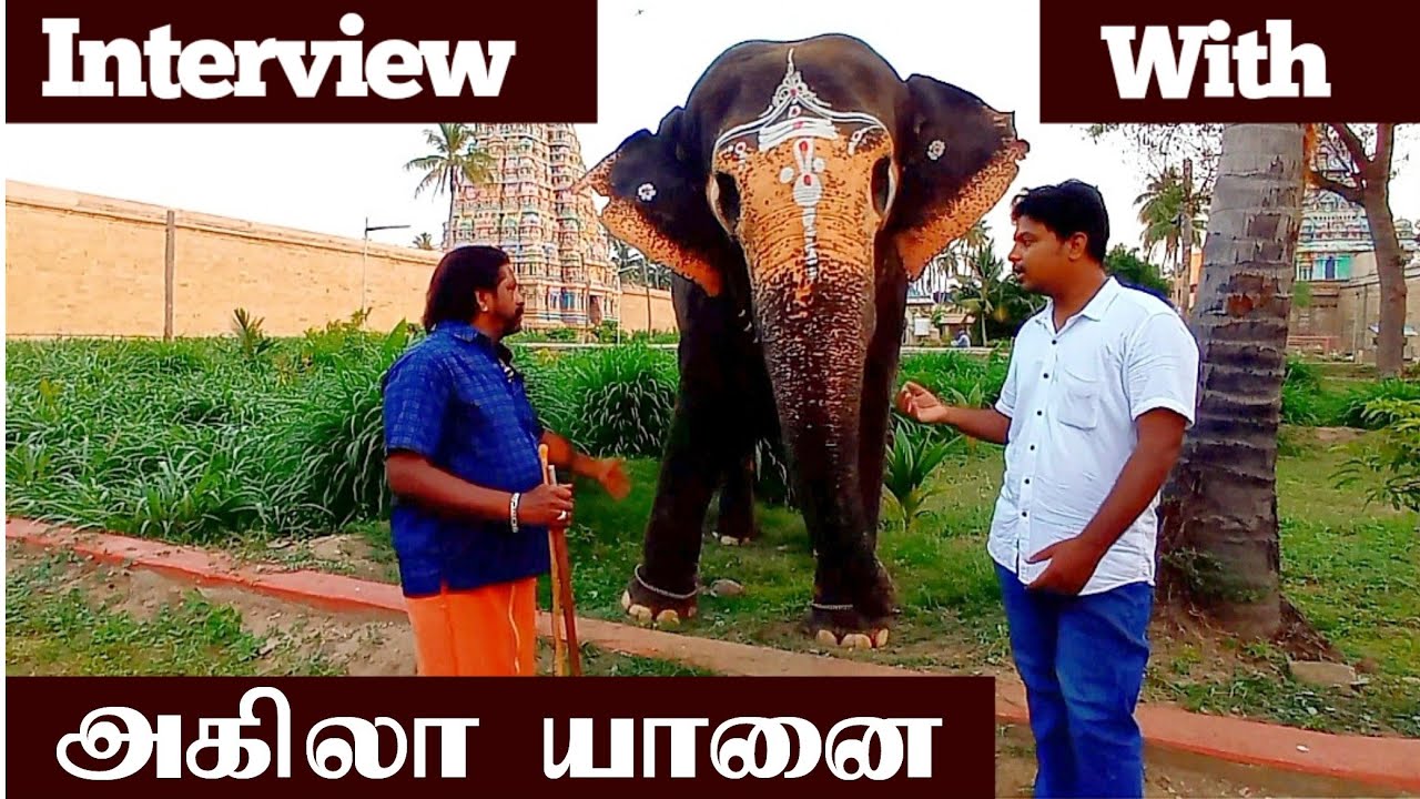 அகிலா யானையுடன் பேசலாம் வாங்க | Akila Elephant Interview | Elephant Interview | Akila yanai