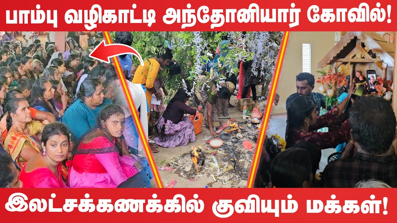 பாம்பு வழிகாட்டி அந்தோனியார்  கோவில் - இலட்சக்கணக்கில் குவியும் மக்கள்!