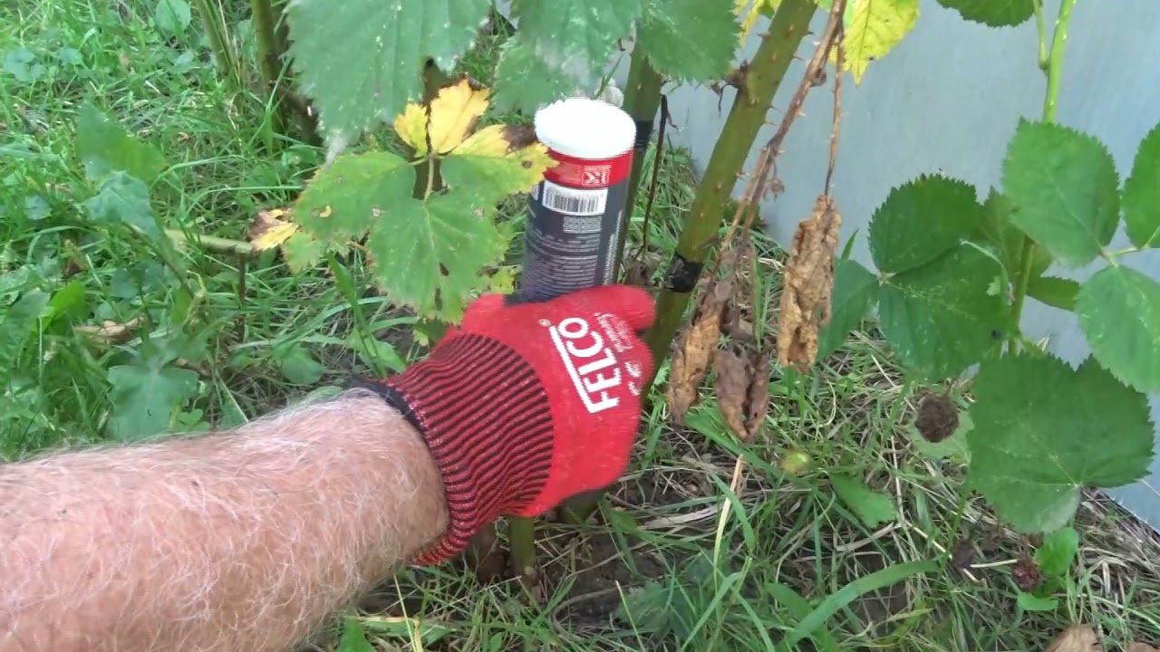 Foarte important! Tăierile de toamnă la mur