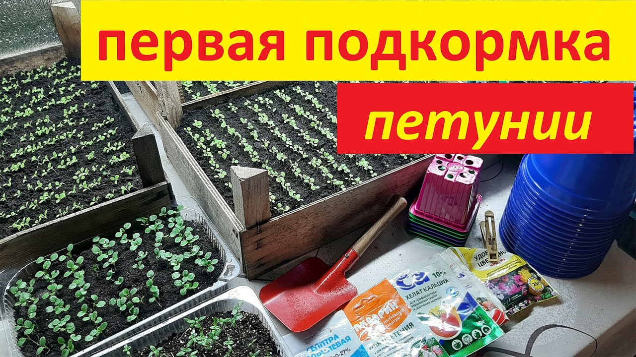 ПЕРВАЯ ПОДКОРМКА ПЕТУНИИ ДЛЯ ЛУЧШЕГО РОСТА корней чем подкормить петунию
