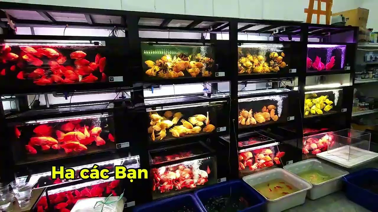 Những Dòng Cá Đẹp Ở Shop Cá Cảnh Gò Vấp