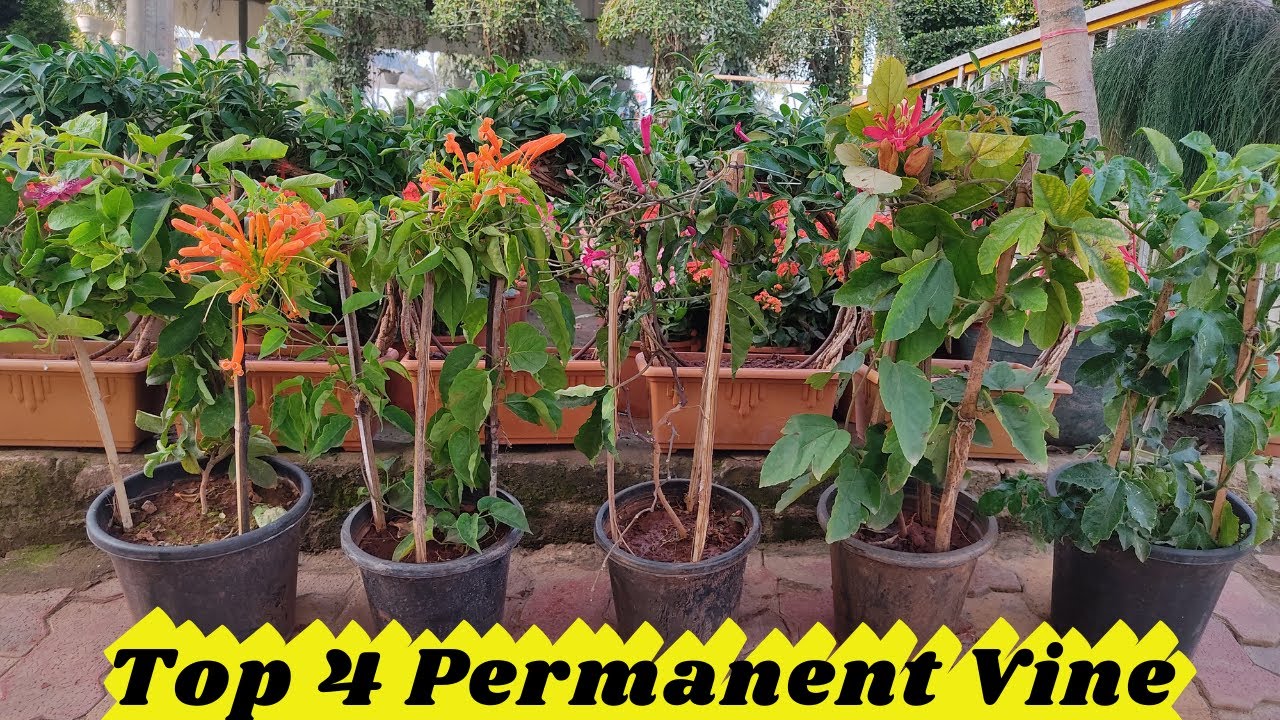 Best bail plant for home | Flame Vine | Rakhi Bail | Thunbergia | Ipomoea Flower | Plants World