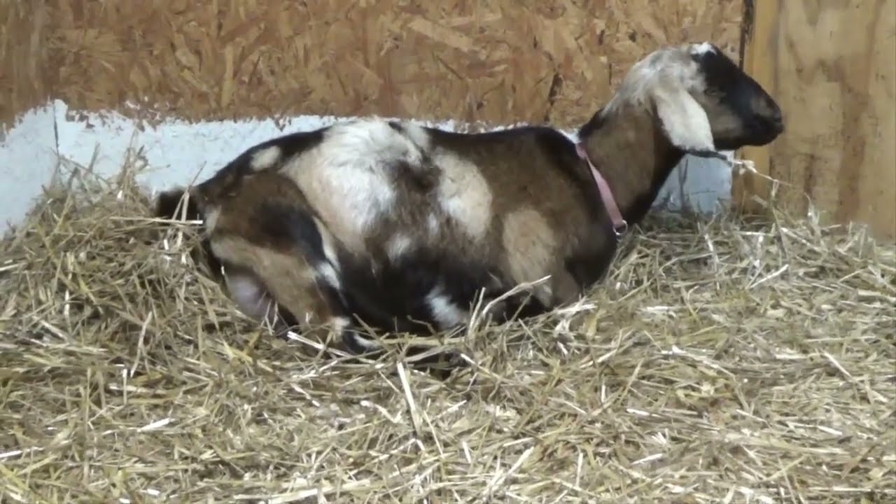 Bella's Kid Day | Full Goat Birth