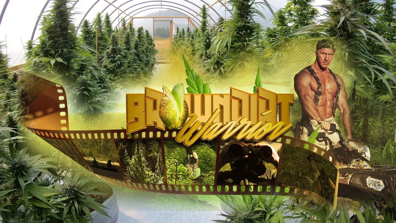 Monster Buds, How to Grow Them.