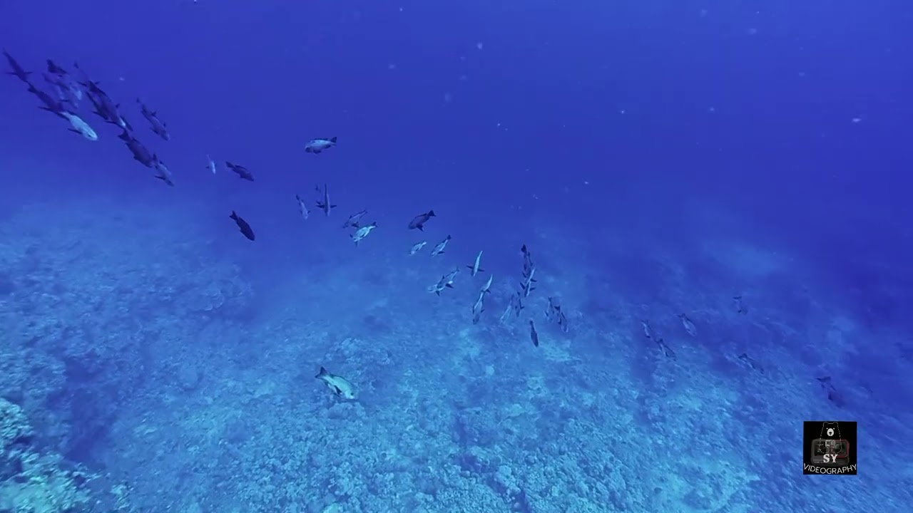 Diving with Hammerheads in Egypt 06/2025
