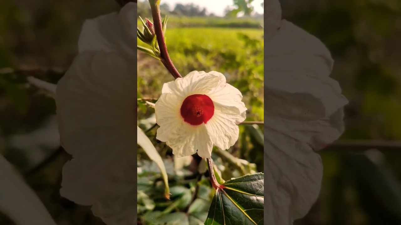 🤗🥹🌺💔 #shortvideo #nature #flowers #support #subscribe