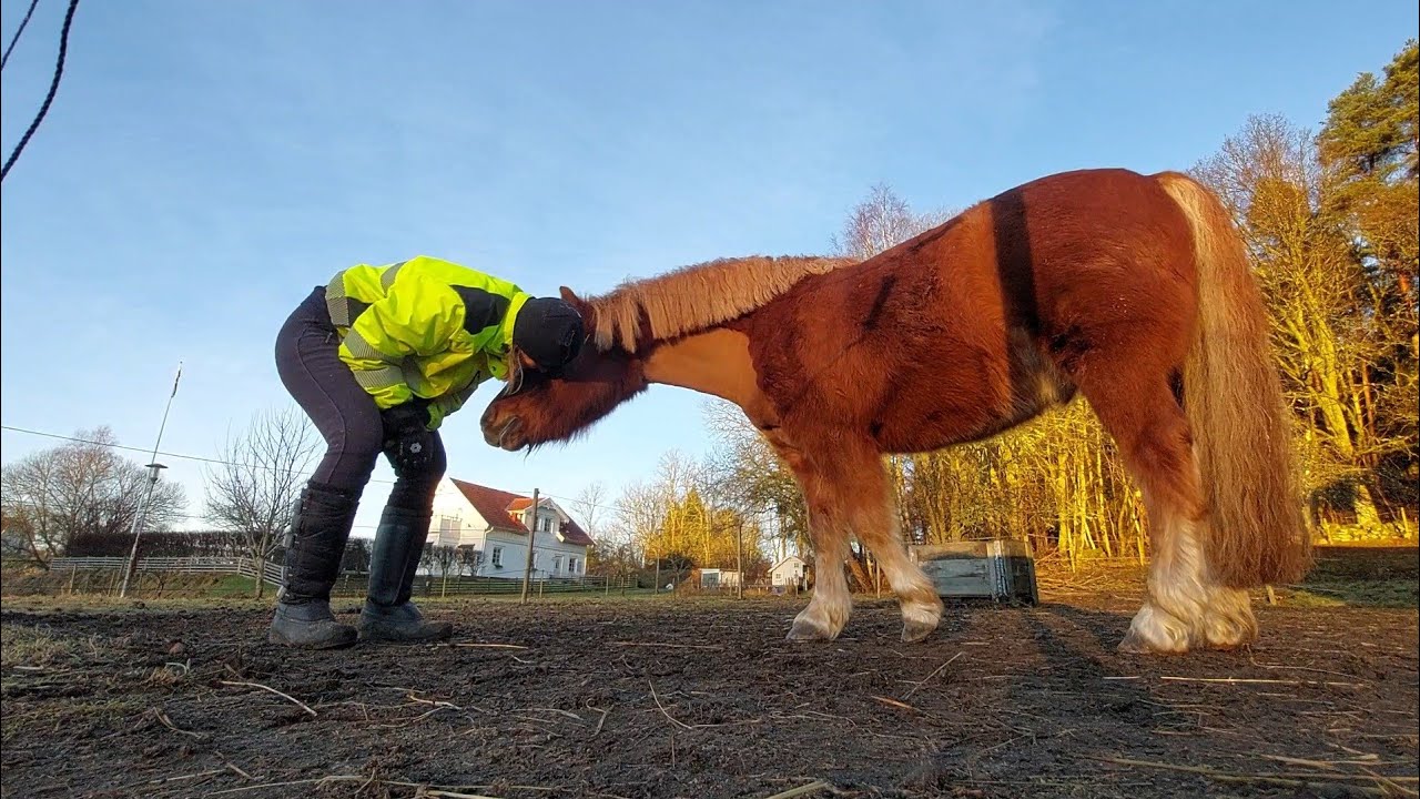 После тумана выдалось прекрасное и спокойное утро в компании лошадей 🐎 😊