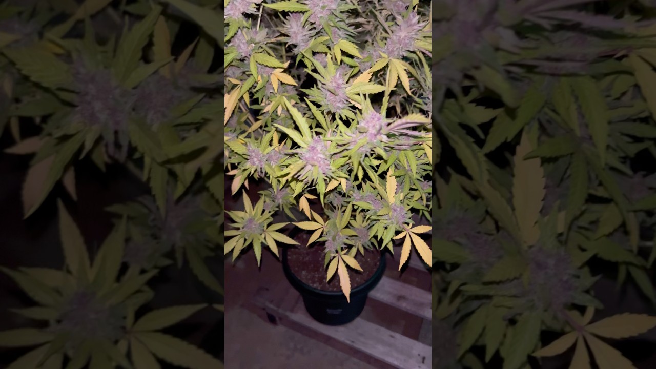 Nicole Kush 🧘&zwj;♀️💨