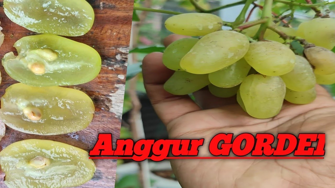 Anggur Gordei (Beri Jombo, full daging ) Asal Ukraina Wajib dikoleksi para pencinta Anggur.