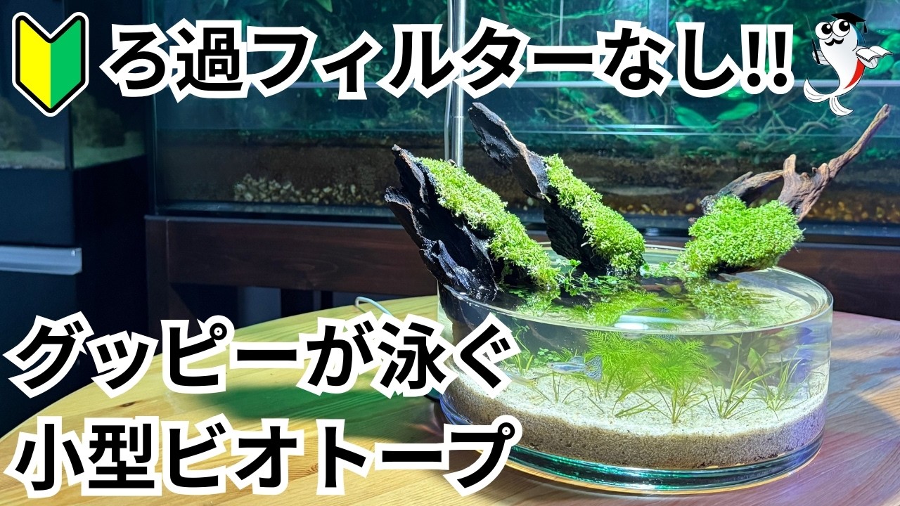 【グッピーの小型水槽】リシアと流木を使った