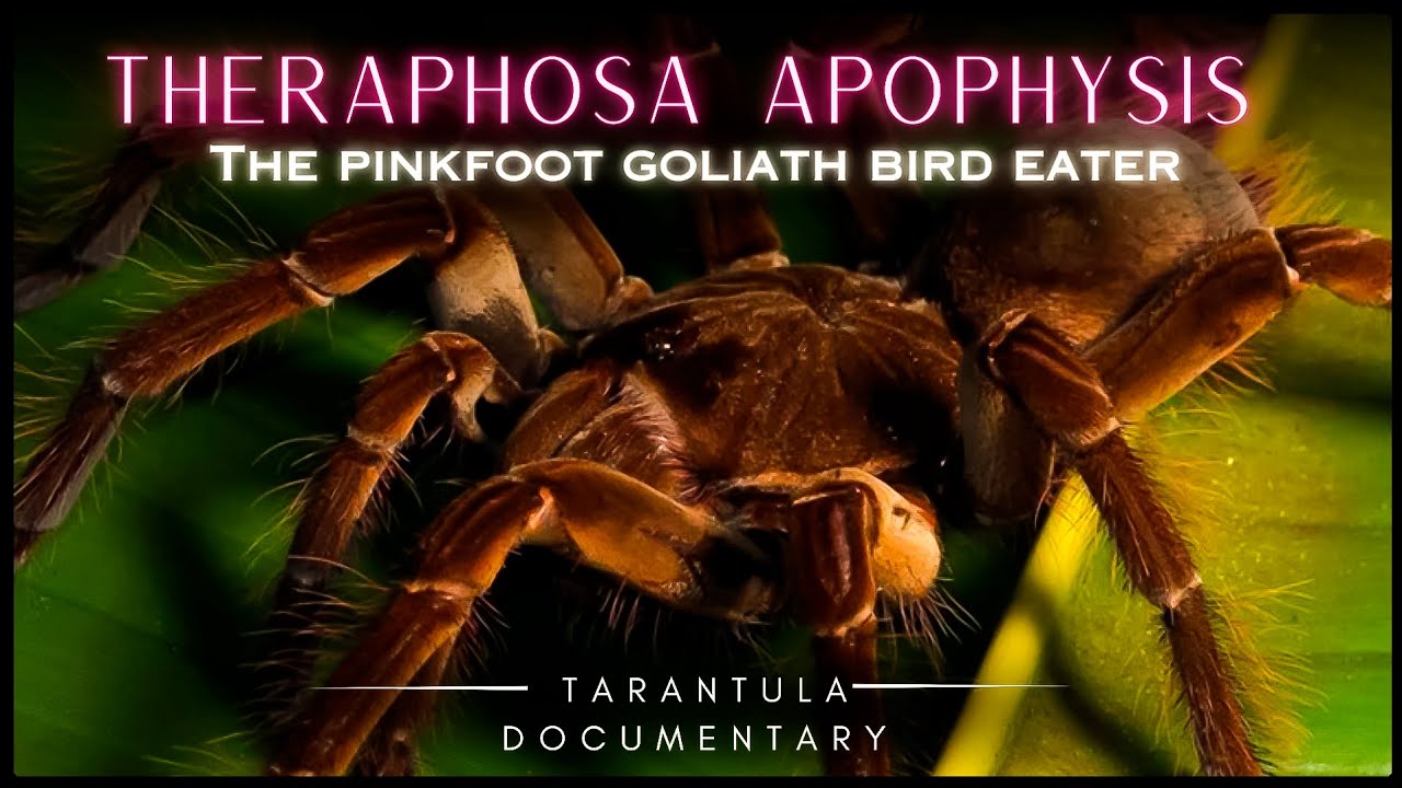 Розовоногий гигантский птицеед: Theraphosa apophysis &mdash; документальный фильм о тарантуле