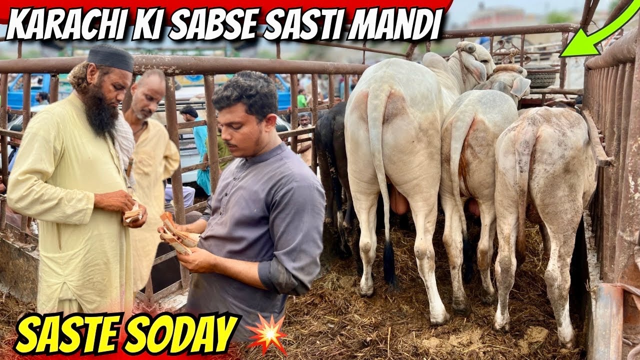 Bhains Colony Mandi ke Saste Soday 🐐 | Karachi ki Sabse Sasti Mawashi Mandi 2025