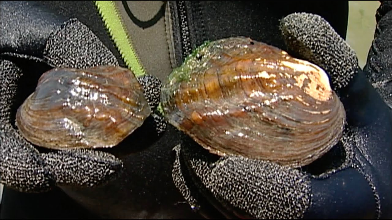 Mussels, Mollusks, and Momentum for More – TN WildCast 326