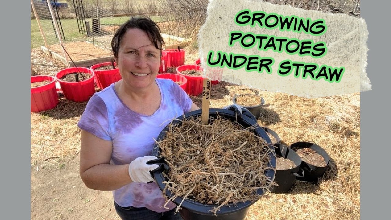 Growing Potatoes in Containers Using Straw - Ruth Stout Method Container Method