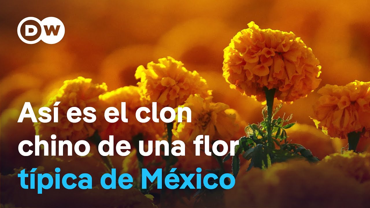 La flor del Día de Muertos peligra ante la competencia china