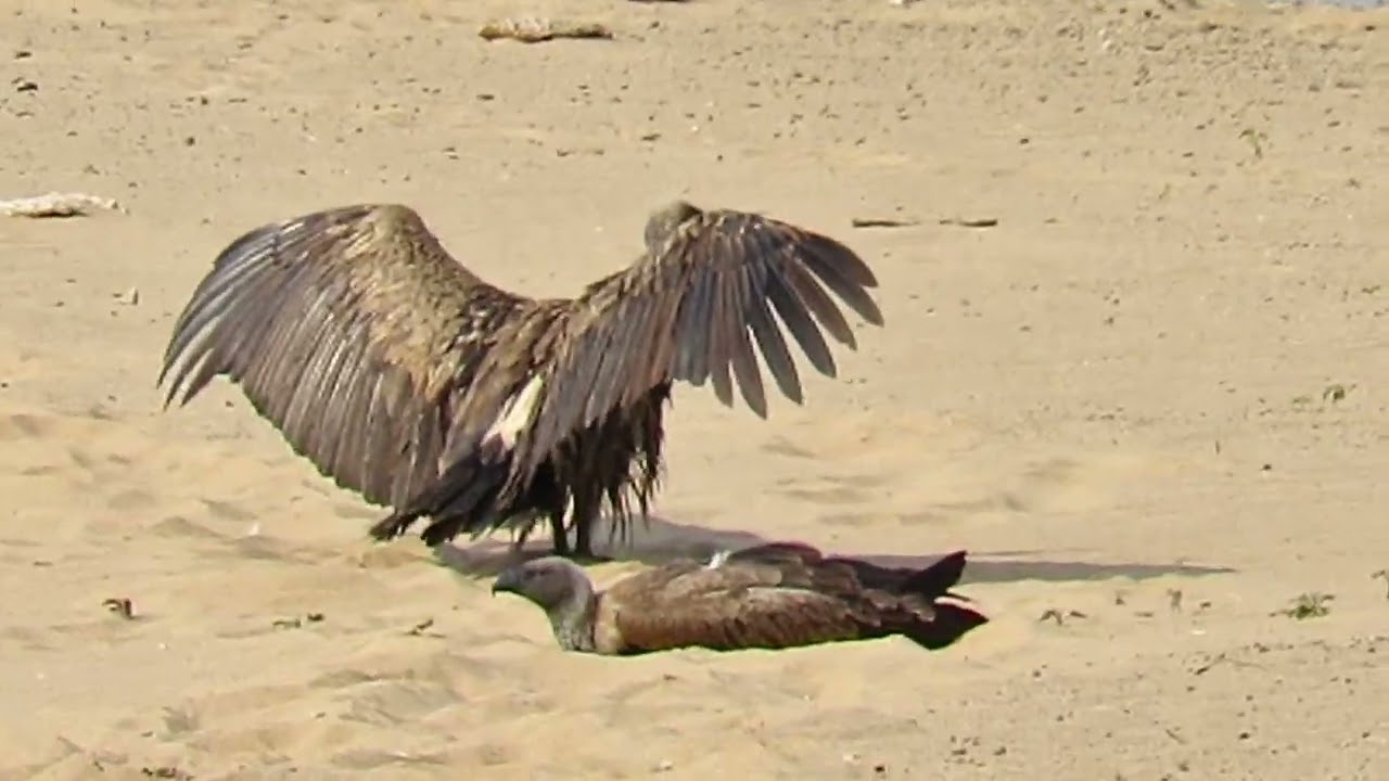 Watching 3 Hooded Vultures Sunbathing by the river