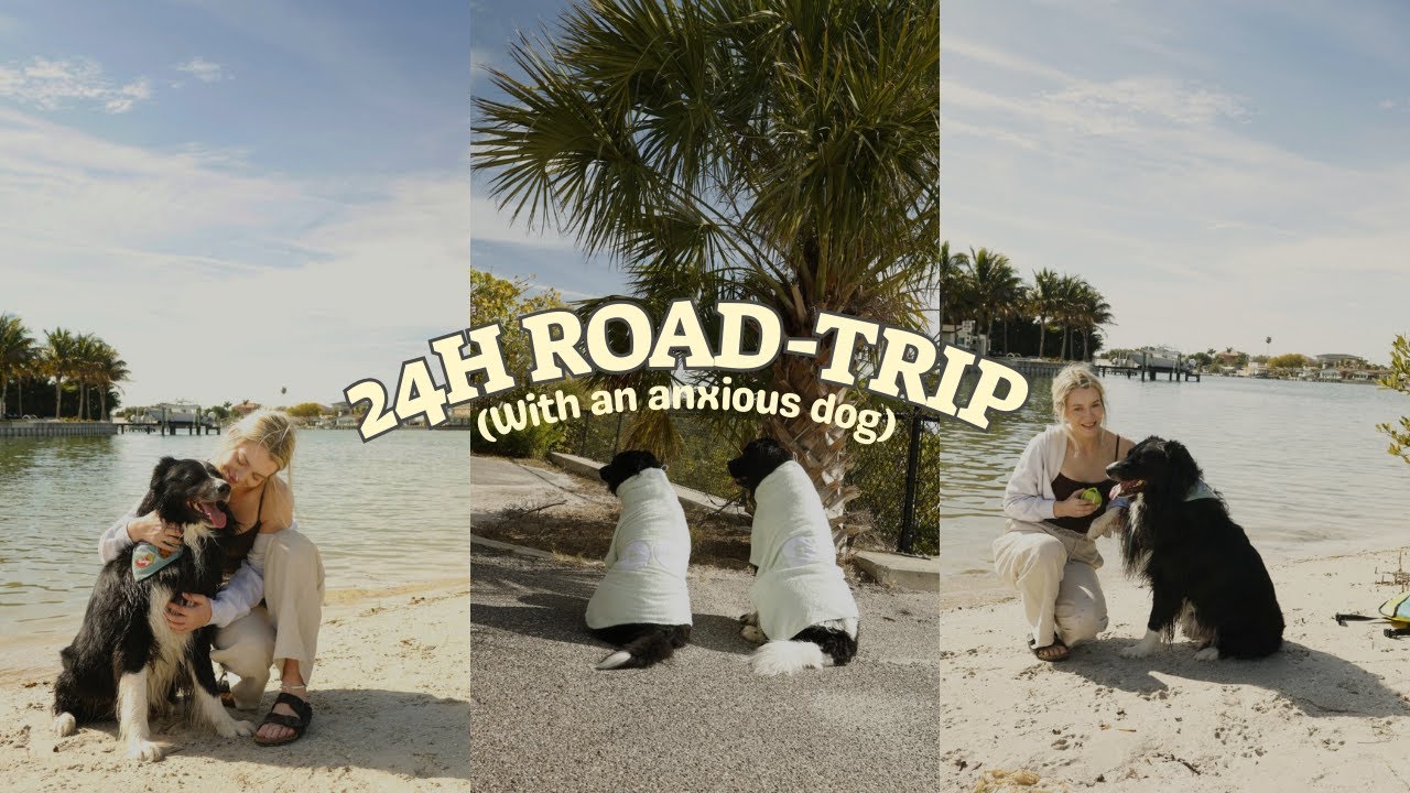 Before you travel with your dog… 