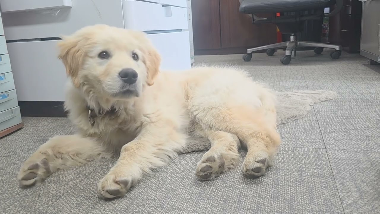 강아지 해피에 성장일기3/17(골든리트리버)