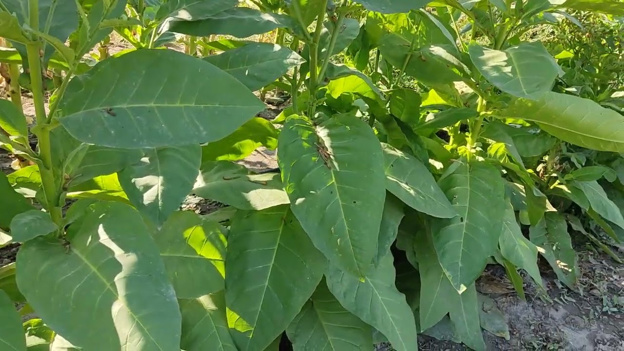 Corojo 99 Второй урожай