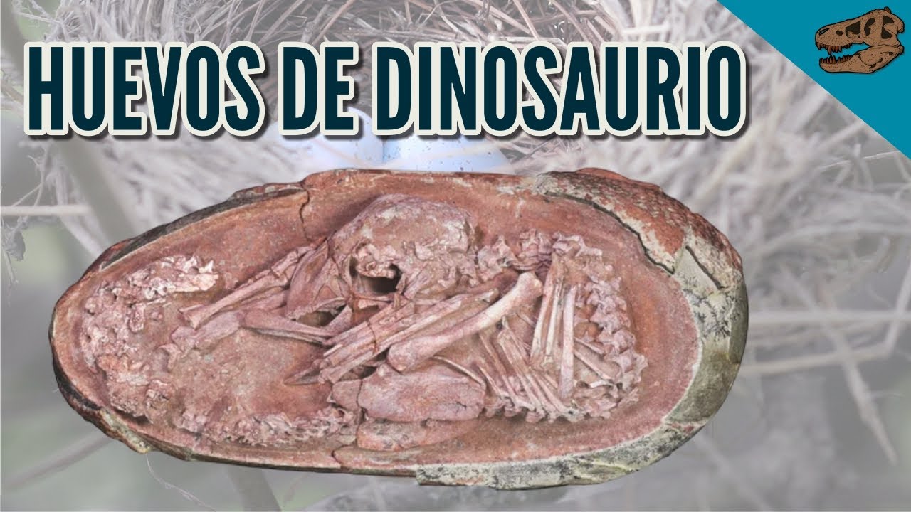 Top 10: Curiosidades de los huevos y nidos de dinosaurio (incluyendo aves)