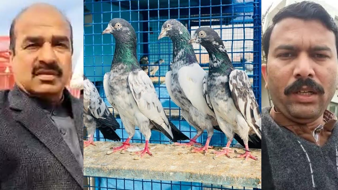 ustad imtiaz heera beena walay ki chatt se pigeons