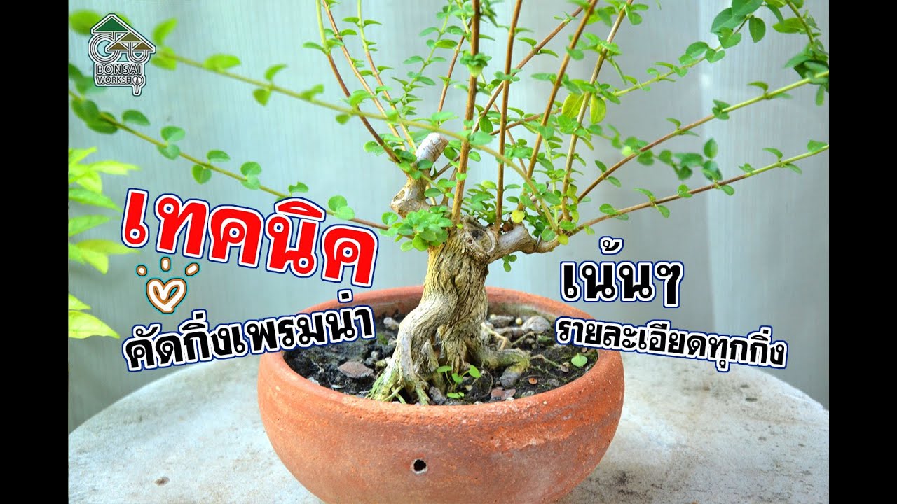 Gu Bonsai Workshop : เทคนิคการคัดกิ่งเพรมน่าแบบเน้นๆ มีรายละเอียดทุกกิ่ง