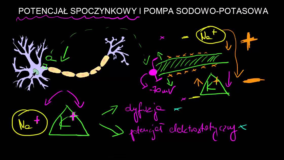 Potencjał spoczynkowy i pompa sodowo-potasowa