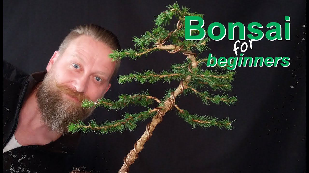 Wie gestaltet man einen Bonsai: Grundform 