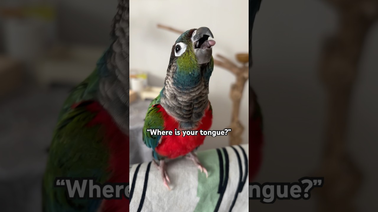 Crimson Bellied Conure Parrot Sticks Out Tongue | BirdNerdSophie 