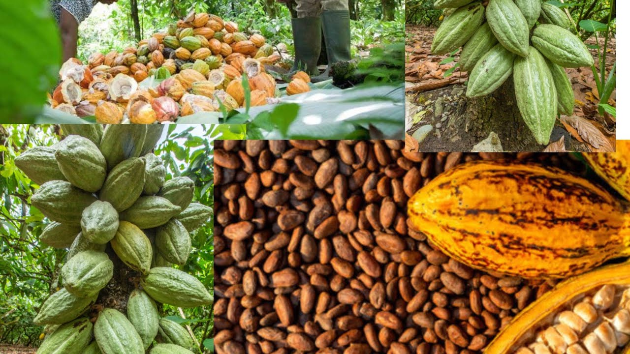 *Ash. Reg.  : Cocoa Farmers Threaten to Abandon Farms Over Unpaid Cocoa beans #agriculture 