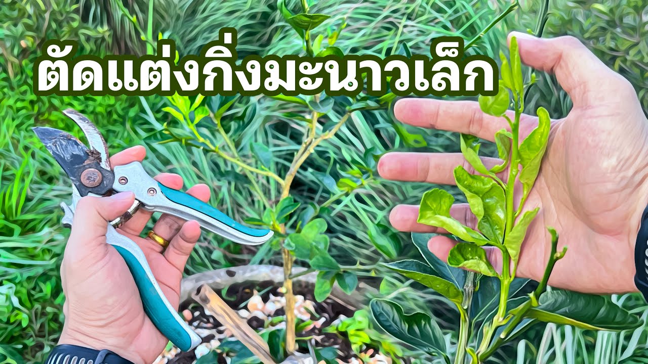 แต่งกิ่งมะนาวต้นเล็ก ทำอย่างไร | EP.86 เกษตรเดลิเวอรี่ THAI IQ PLUS
