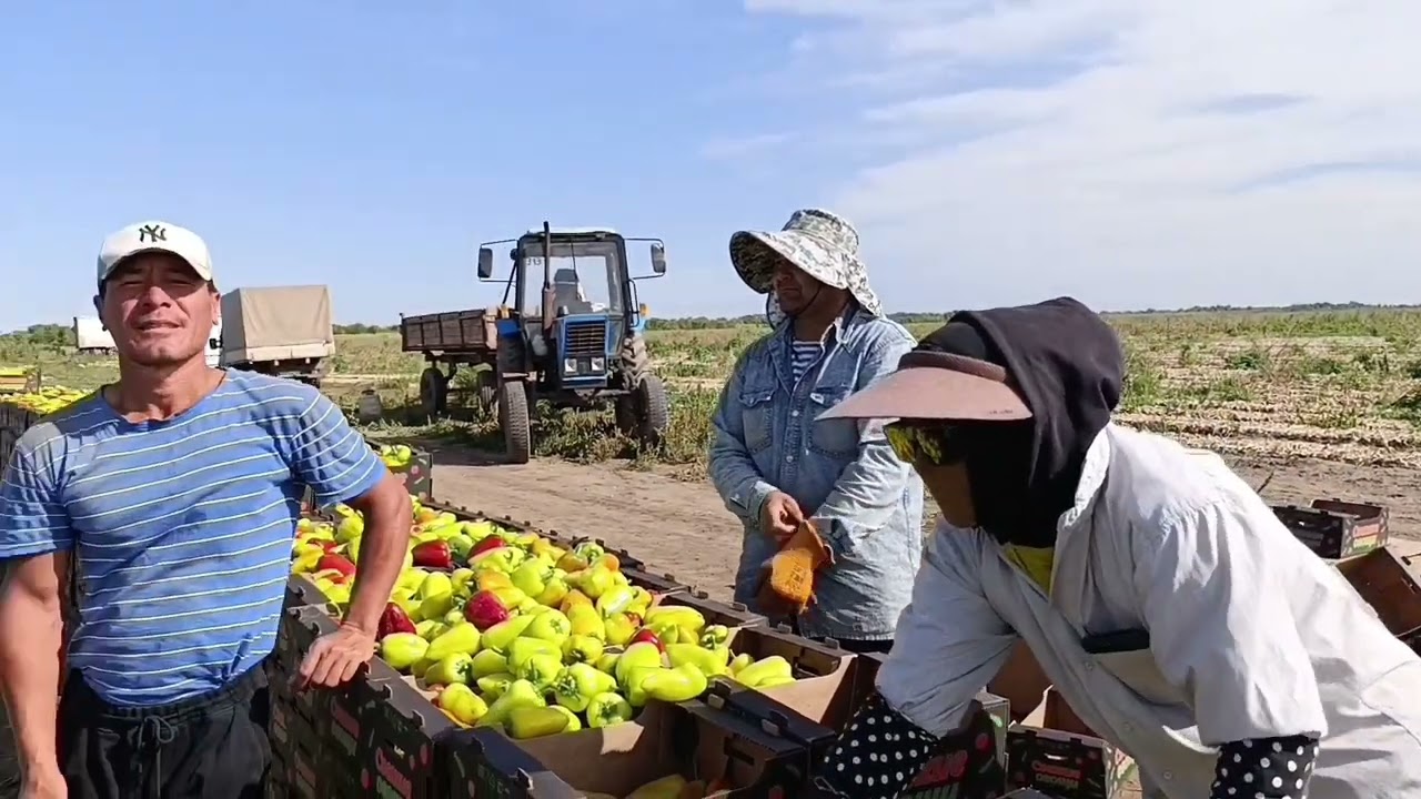 Волгоградда Узбек юрдошларимиз йигим теримда