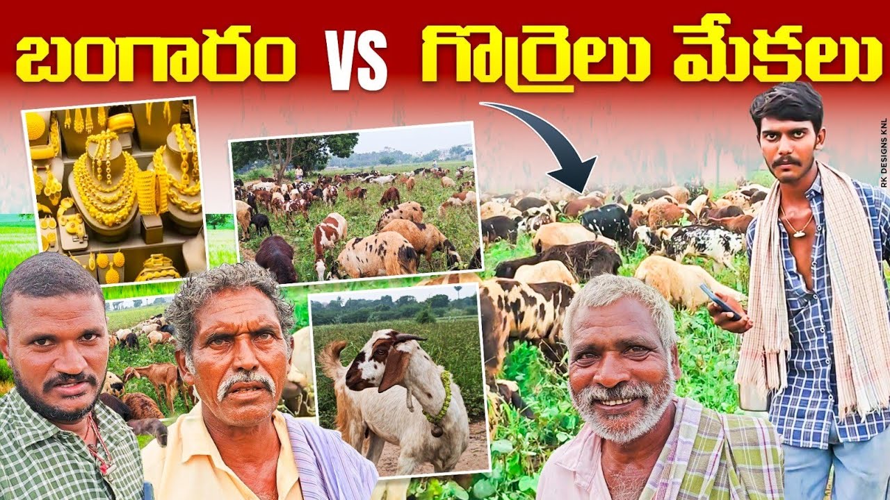 పొట్టేళ్ల పెంపకం వ్యవసాయానికి సరైన  ప్రత్యామ్నాయం  | @Rythu123 #agriculture