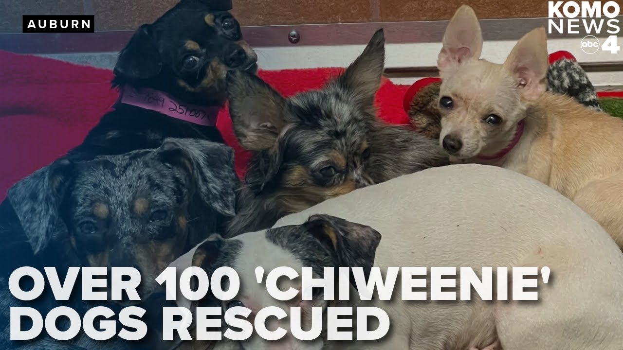 'Like the floor was moving': Over 100 'Chiweenie' dogs rescued from Auburn home