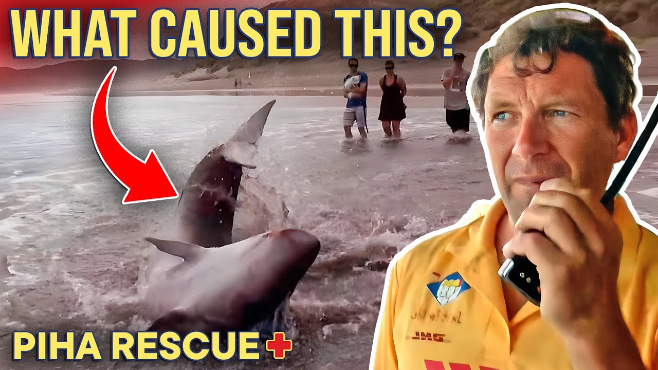 Beached Whale Refuses To Return To Sea! | Piha Rescue - S10 E10 (FULL EPISODE)