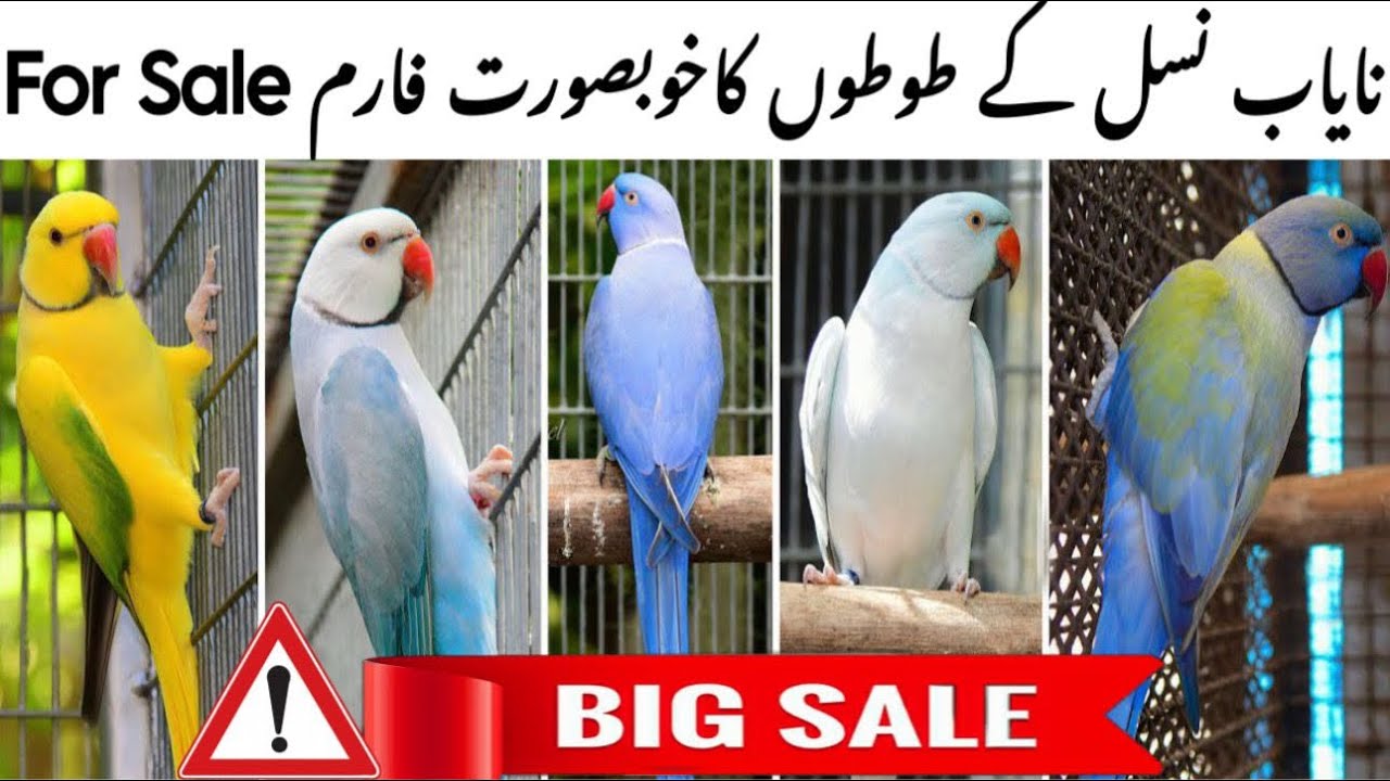 BEAUTIFUL MUTITION PARROTS FARM FOR SALE#birds #talkingparot #parrotbreeding #parrot #breedingpair 