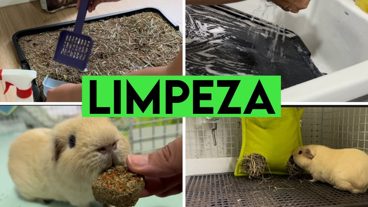 Limpeza | Troca de Forração