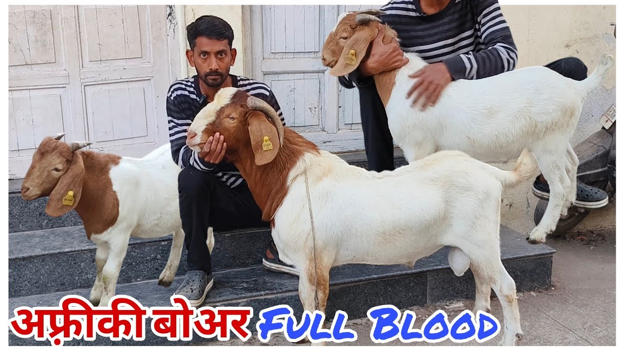 Full Blood Heavy Weight African Boer at JK goats Aurangabad Maharashtra