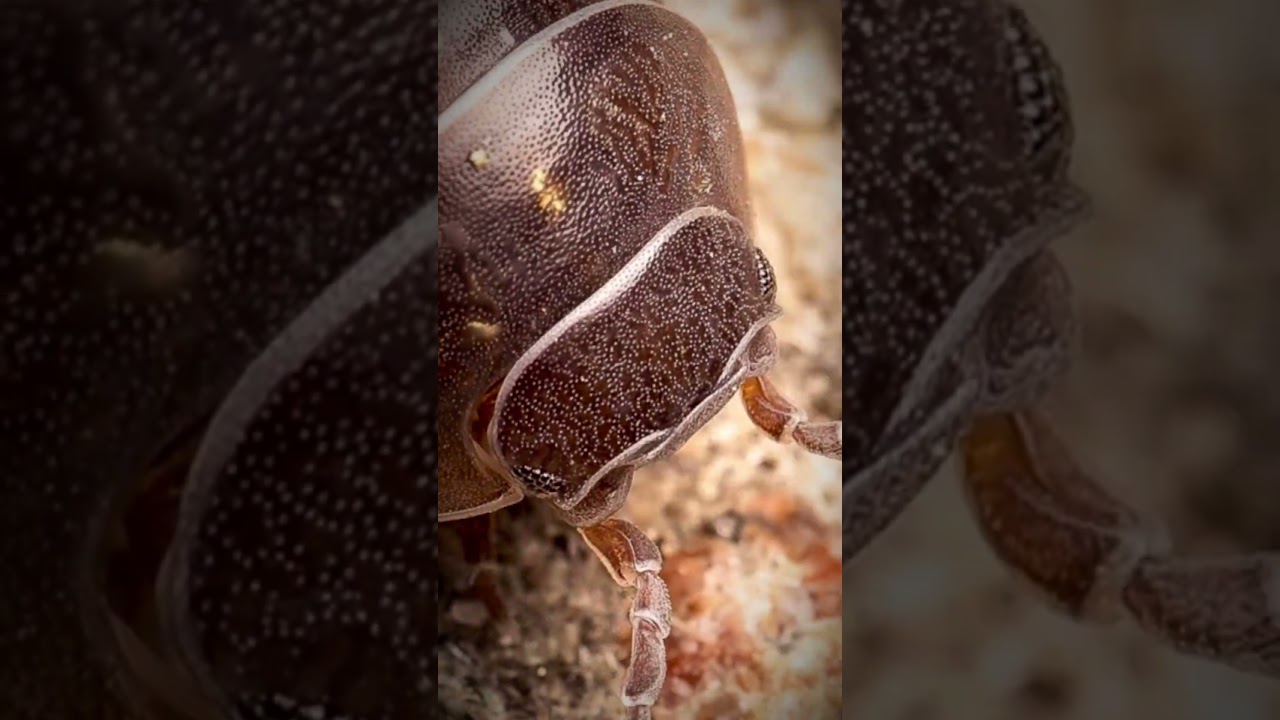 A creature most people overlook &ndash; the humble woodlouse 🐜