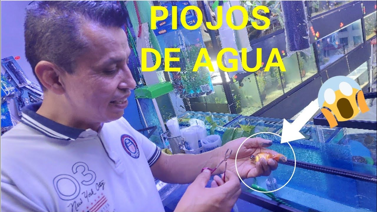 COMO QUITAR Y TRATAR PIOJOS EN PECES GOLDFISH SIN MEDICAMENTOS (LERNEA Y ARGULUS)